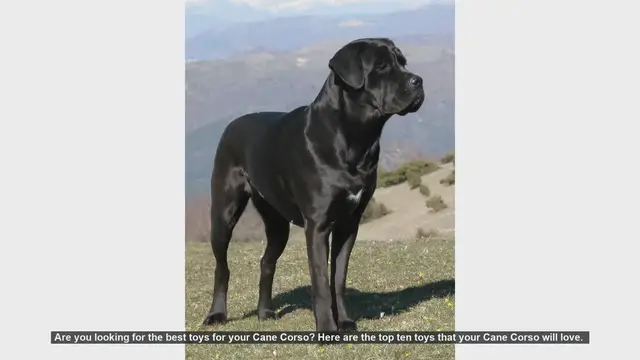 Video thumbnail for Top 10 Must-Have Toys for Your Cane Corso