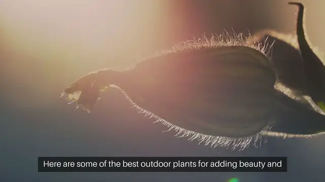 Video thumbnail for Best Outdoor Plants for Decorative Gardens