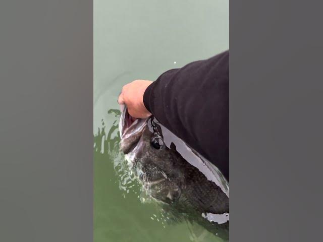 Video thumbnail for 🚨 Texas 12-Pound GIANT Largemouth Caught and Released 🔥
