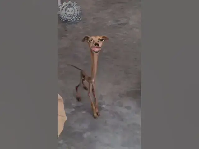 Video thumbnail for सबसे अनोखा कुत्ता! 🐕🤪 #viralvideo#shorts #funnydogs #viralshorts #comedy #trending #funnymoments