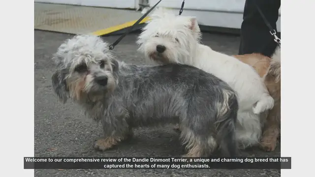 Video thumbnail for Dandie Dinmont Terrier: A Comprehensive Review of This Unique Breed