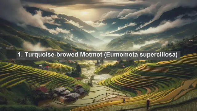 Video thumbnail for Wings of El Salvador: Discovering the Top 10 Native Birds of this Central American Gem