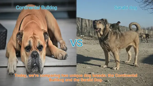 Video thumbnail for Breed Battle: Continental Bulldog vs. Sarabi Dog