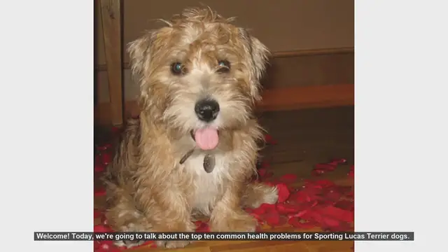 Video thumbnail for Top 10 Common Health Problems in Sporting Lucas Terrier Dogs