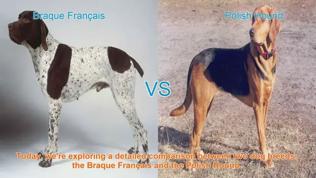 Video thumbnail for Braque Français vs. Polish Hound: A Detailed Comparison