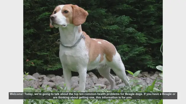 Video thumbnail for Top 10 Common Health Problems in Beagle Dogs