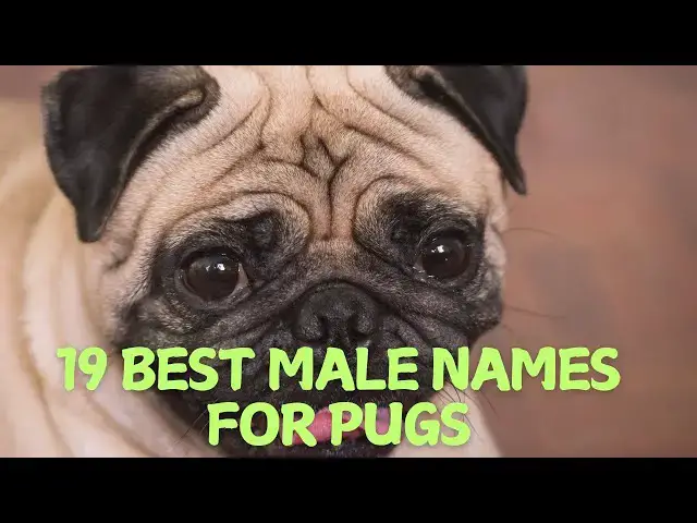 Video thumbnail for 19 Best Male Names for Pugs with Their Meanings! 🐶