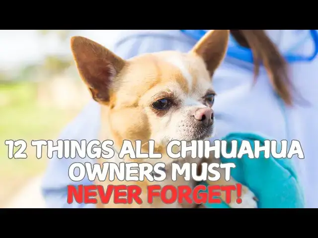 Video thumbnail for 12 Things All Chihuahua Owners Must Never Forget! 🐶