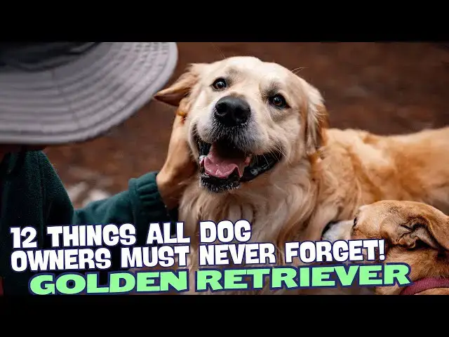 Video thumbnail for 12 Things All Golden Retriever Owners Must Never Forget! 🐕