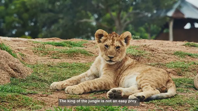 Video thumbnail for 10 Common Lion Hunting Failures: Lessons for Ethical and Effective Practices