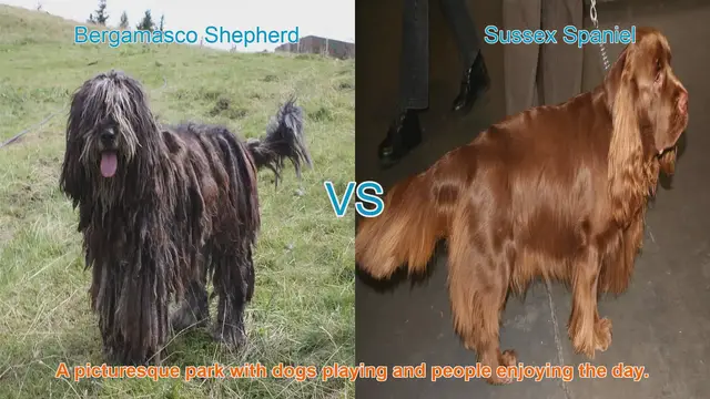 Video thumbnail for Comparing Bergamasco Shepherd and Sussex Spaniel: Origins, Characteristics, and Temperaments