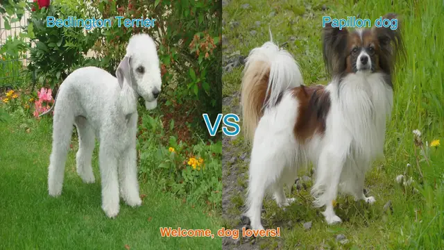Video thumbnail for Bedlington Terrier vs. Papillon: A Comparison of Two Charming Dog Breeds