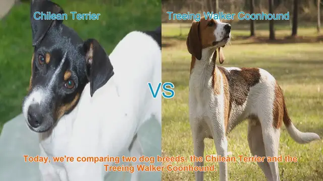 Video thumbnail for Chilean Terrier vs. Treeing Walker Coonhound: A Breed Comparison