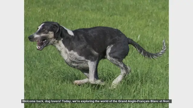 Video thumbnail for Top 10 Facts About the Grand Anglo-Français Blanc et Noir