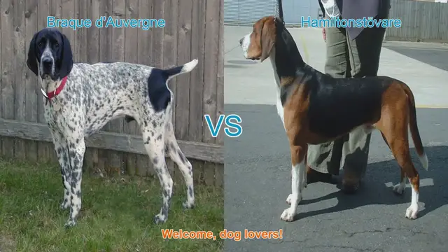 Video thumbnail for Braque d'Auvergne vs. Hamiltonstövare: A Comprehensive Breed Comparison