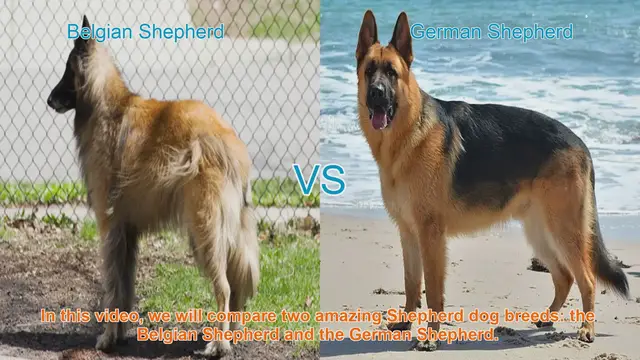 Video thumbnail for Belgian Shepherd vs. German Shepherd: A Comparison