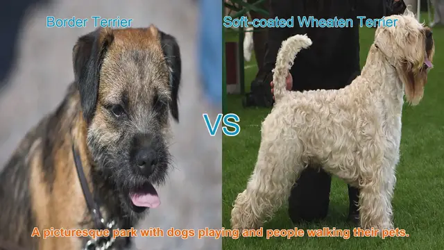 Video thumbnail for Border Terrier vs. Soft-coated Wheaten Terrier: A Breed Comparison