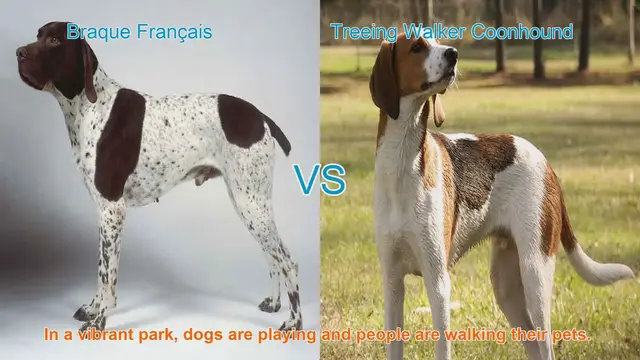 Video thumbnail for Comparing Braque Français and Treeing Walker Coonhound: A Guide to Two Exceptional Dog Breeds