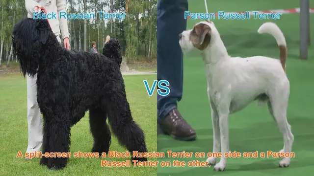 Video thumbnail for Black Russian Terrier vs. Parson Russell Terrier: A Breed Comparison