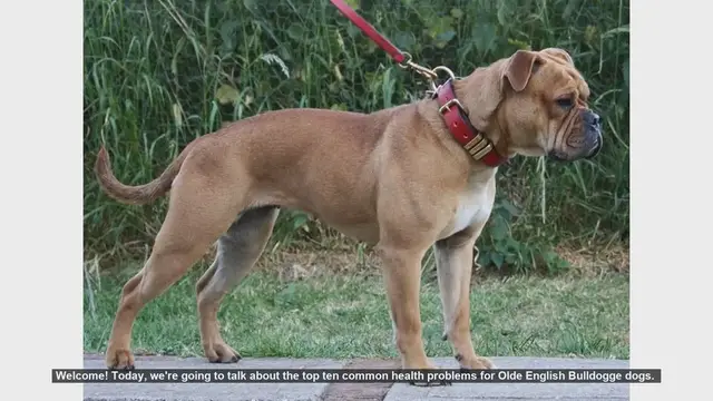 Video thumbnail for Top 10 Health Issues in Olde English Bulldogge Dogs