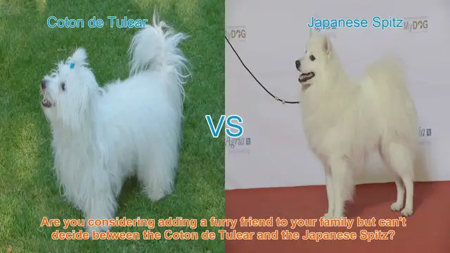 Video thumbnail for Coton de Tulear vs. Japanese Spitz: A Comprehensive Comparison