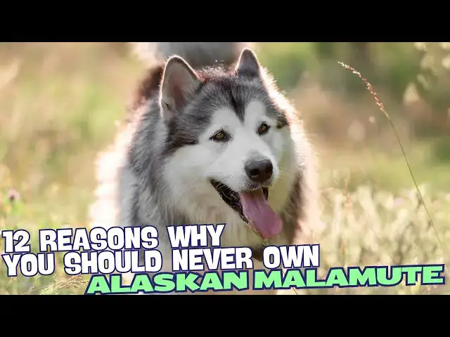 Video thumbnail for 12 Reasons Why You Should Never Own an Alaskan Malamute 🐺