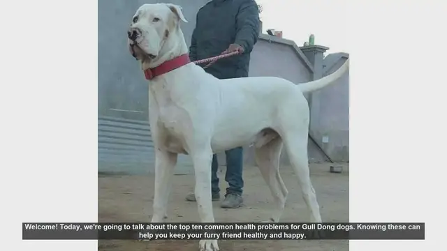 Video thumbnail for Top 10 Common Health Problems in Gull Dong Dogs