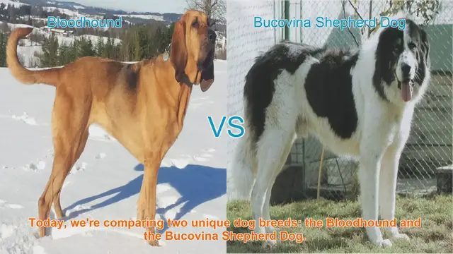 Video thumbnail for Bloodhound vs. Bucovina Shepherd Dog: A Comparative Guide