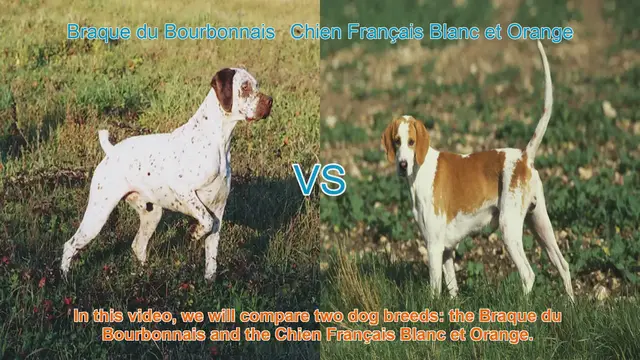 Video thumbnail for Braque du Bourbonnais vs. Chien Français Blanc et Orange: A Comprehensive Comparison