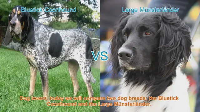 Video thumbnail for Bluetick Coonhound vs. Large Münsterländer: A Comparison of Two Hunting Breeds