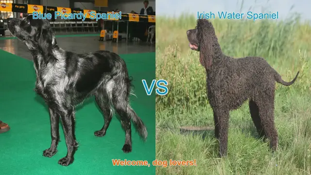 Video thumbnail for Spaniel Showdown: Blue Picardy vs. Irish Water Spaniel