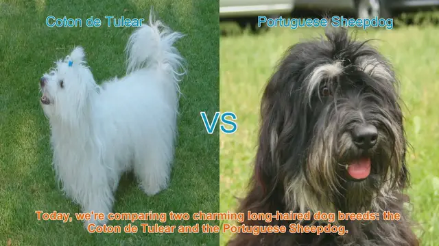 Video thumbnail for Comparing Coton de Tulear and Portuguese Sheepdog: A Guide to Choosing the Right Breed