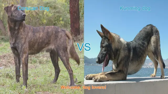 Video thumbnail for Corsican Dog vs. Kunming Dog: A Comparative Guide for Dog Lovers