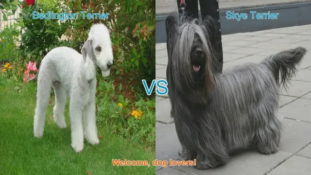 Video thumbnail for Bedlington Terrier vs. Skye Terrier: A Comprehensive Comparison