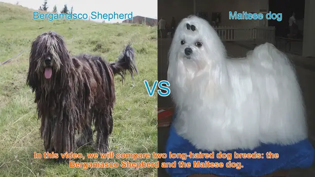 Video thumbnail for Bergamasco Shepherd vs. Maltese Dog: A Comparison of Long-Haired Breeds