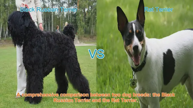Video thumbnail for Black Russian Terrier vs. Rat Terrier: A Comprehensive Breed Comparison