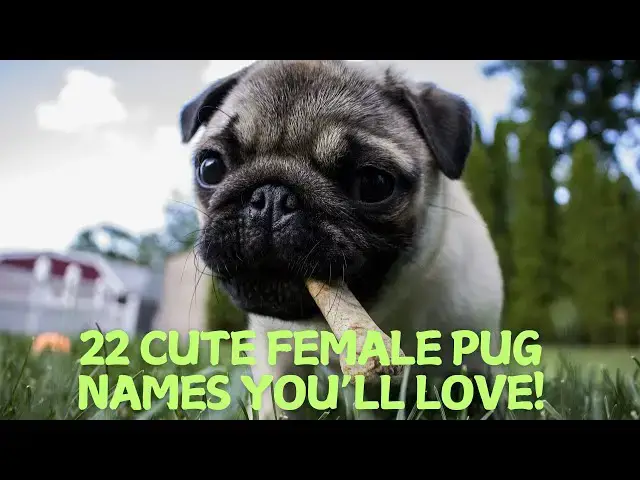 Video thumbnail for 22 Cute Female Pug Names You’ll Love! 🐶💕