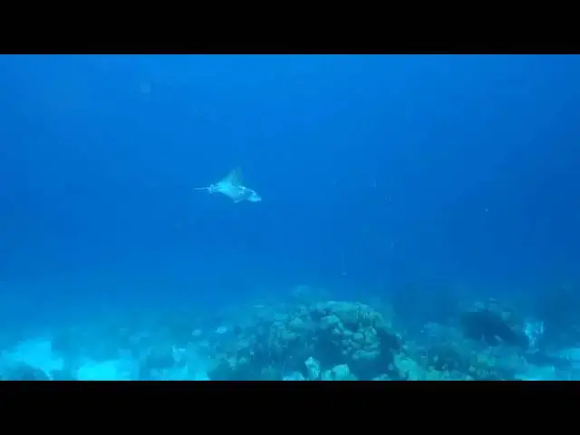 'Video thumbnail for Bonaire eagle ray'