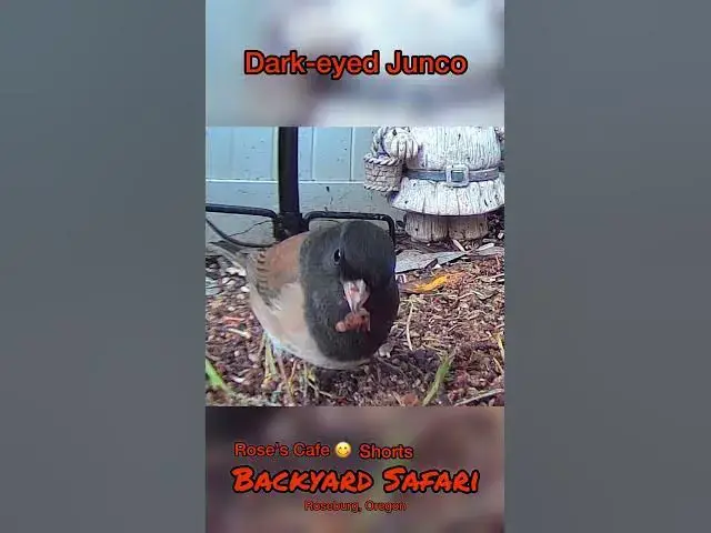 Video thumbnail for Backyard Safari -Shorts #birdwatching