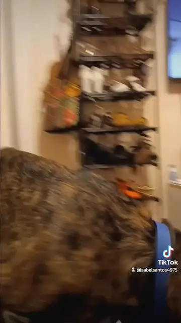 Video thumbnail for 1000038216