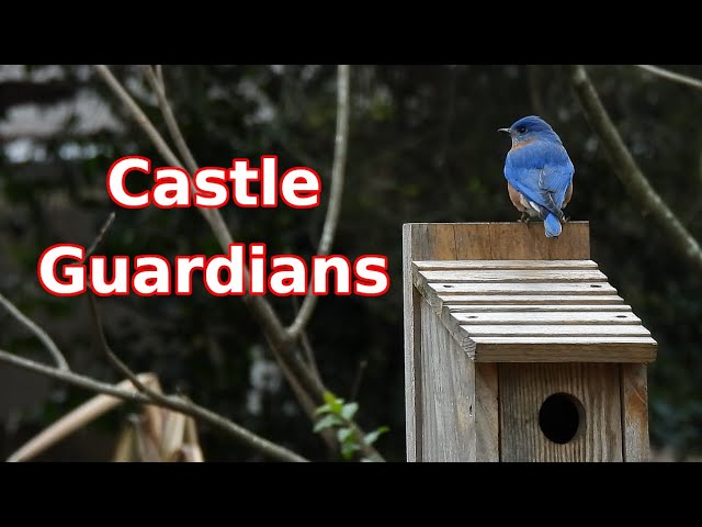 Video thumbnail for Castle Guardians
