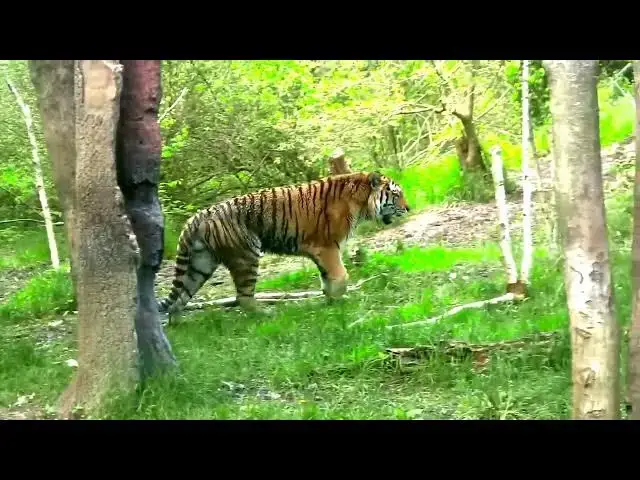 Video thumbnail for How Do Tigers Avoid Inbreeding in Limited Populations?