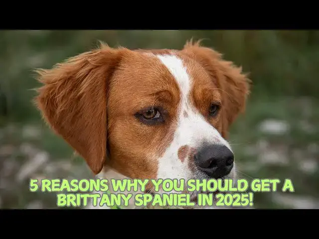 Video thumbnail for 5 Reasons Why You Should Get a Brittany Spaniel in 2025!