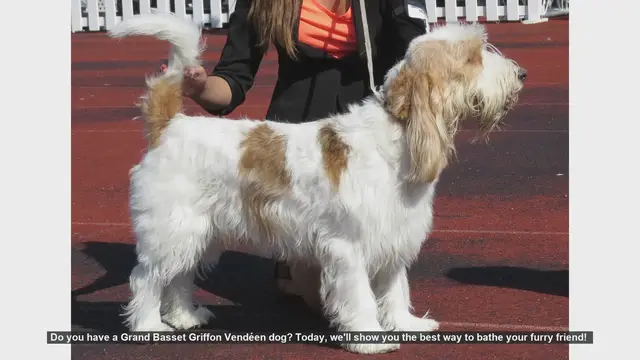 Video thumbnail for How to Bathe Your Grand Basset Griffon Vendéen: Step-by-Step Guide