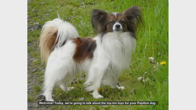 Video thumbnail for Top 10 Toys Your Papillon Will Love!
