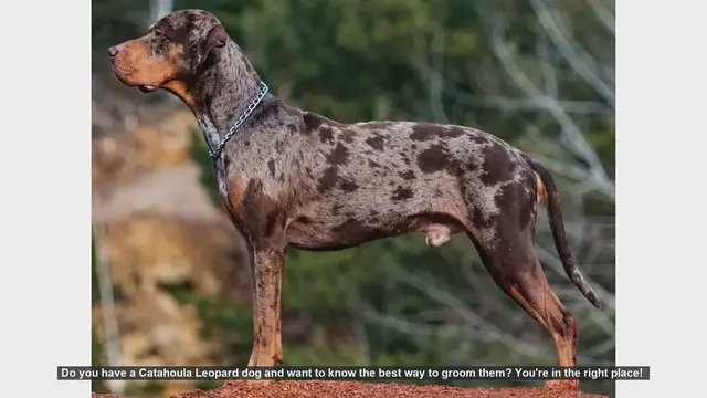 Video thumbnail for How to Groom Your Catahoula Leopard Dog: Essential Tips