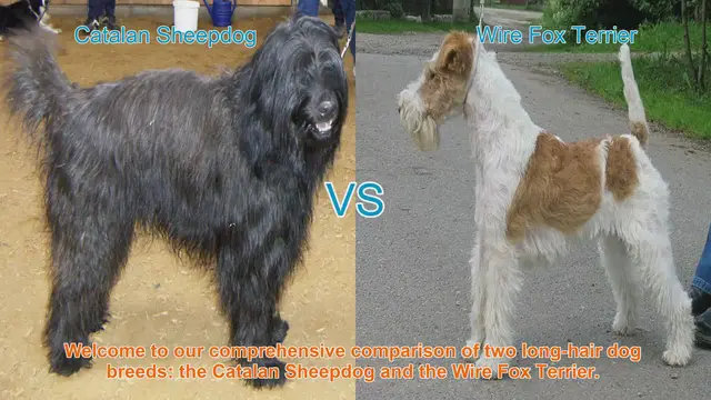 Video thumbnail for Comparing Catalan Sheepdog and Wire Fox Terrier: Origins, Characteristics, and Temperament