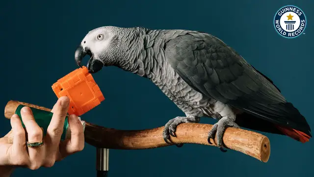 'Video thumbnail for Apollo earns pistachios by answering questions'