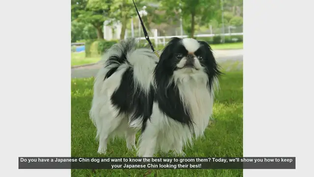 Video thumbnail for Ultimate Guide to Grooming Your Japanese Chin Dog