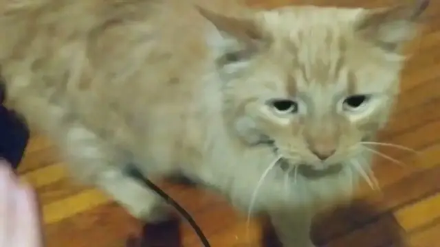 Video thumbnail for Weekly Update 27: Upcoming streams: Pokemon, Neptunia Shooter, Strong Bad, Birthdays!